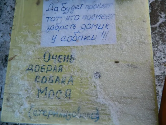 Черкащани спорудили для бездомної собаки іменний дім (Фото) — фото 2