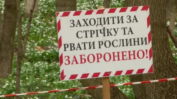 Купи подснежники в Черкассах и получи штраф в 1700 грн. — фото 2